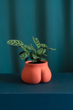 a potted plant sitting on top of a blue table