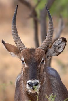 an antelope with large horns standing in the grass