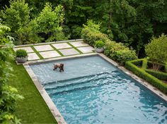 an outdoor swimming pool with two dogs in it