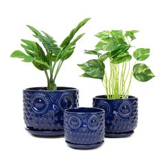 three blue planters with plants in them