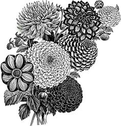 black and white drawing of flowers on a white background