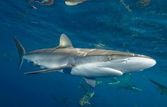 a group of sharks swimming in the ocean with fish around them and one is looking at the camera