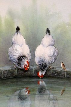 three birds are standing on the edge of a pond