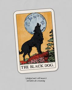 the black dog tarot card with an image of a wolf on it's back