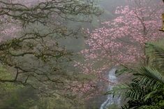 a waterfall surrounded by trees and flowers on a foggy day