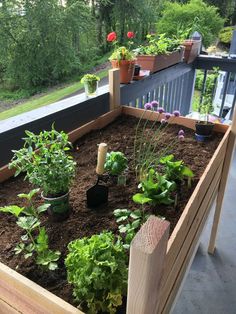 Apartment Balcony GardenOnionsCarrotsLettuceSpinachHerbsCeleryStrawberriesGarlic, Small Garden Diy Ideas, Garden Onions, Small Apartment Garden, Building A Raised Bed, Apartment Patio Gardens, Build A Raised Garden Bed, Balcony Herb Gardens