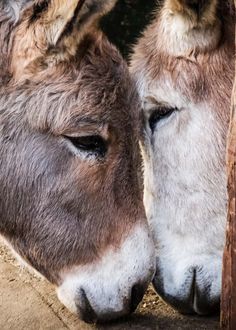 two donkeys that are standing next to each other