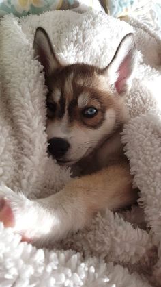 a puppy is laying in a fluffy blanket