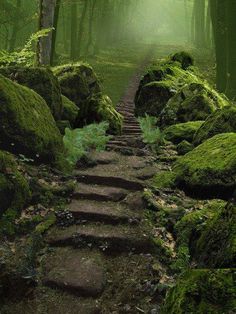 a path in the middle of a forest with moss growing on it's sides