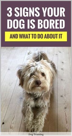 a dog sitting on the floor with text overlay that reads, 3 signs your dog is bored and what to do about it