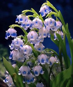 blue and white flowers with water droplets on them