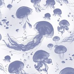 many jellyfish are swimming in the water