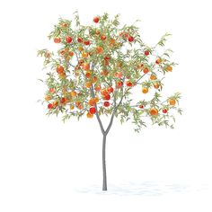 an orange tree with lots of fruit growing on it's branches, in front of a white background