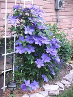 purple flowers growing on the side of a brick building next to a garden trellis