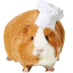 a brown and white guinea pig wearing a chef's hat