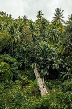 a person walking across a wooden bridge in the middle of a forest with palm trees