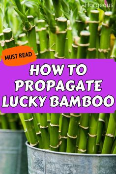 Lucky Bamboo Propagation Propagate Lucky Bamboo, Bamboo Plant Indoor, Propagated Plants, Lucky Bamboo Care, Plants Grown In Water, Dracaena Sanderiana, Growing Bamboo, Lucky Bamboo Plants