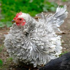 two chickens standing next to each other on the ground