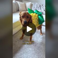 a dog is wearing a corn on the cob costume and standing in front of a couch