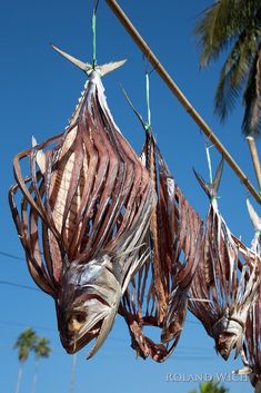 dried flowers hang from a tree branch with blue sky in the background