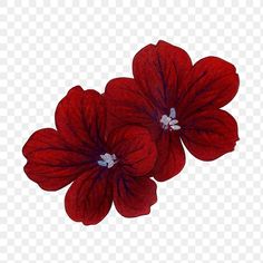 two red flowers on a white background with no background, hd png downloads