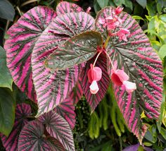 some pink and green plants with purple leaves