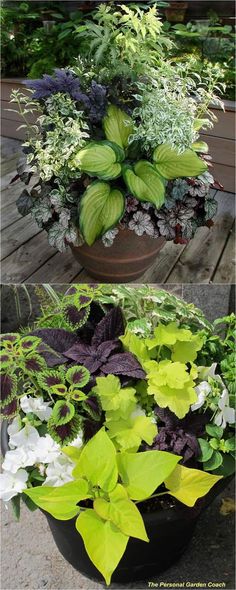 three different types of plants in pots on the ground, one is green and purple