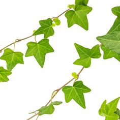 green leaves are growing on the vine