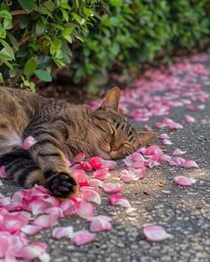 a cat laying on the ground next to some pink petals and bushes with it's eyes closed