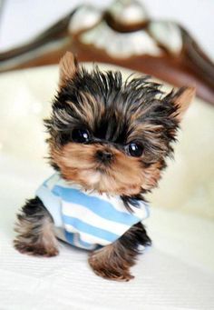 a small dog sitting on top of a bed wearing a blue and white striped shirt