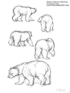 four different bears are shown in this drawing lesson for children to learn how to draw them