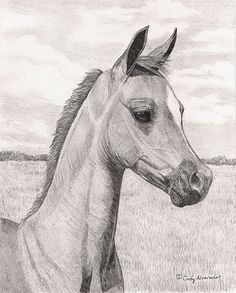 a pencil drawing of a horse standing in a field with grass and clouds behind it