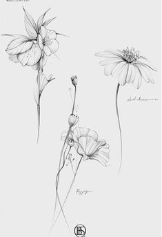 three flowers are shown in black and white, with one flower on the left side