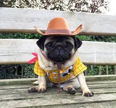 a small pug dog wearing a cowboy hat and yellow shirt sitting on a wooden bench