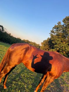 the shadow of a horse is cast on it's back as it grazes