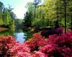 the flowers are blooming on the side of the water in the park, and it's beautiful