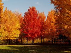 trees with orange and yellow leaves are in the foreground, while grass is on the ground