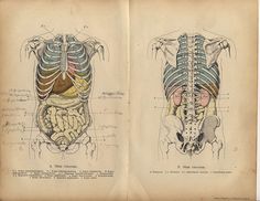 an old book with diagrams of the human torso and back muscles on it's pages