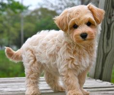 a small white dog standing on top of a wooden deck