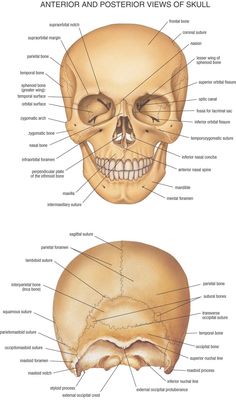 an image of a human skull with labels on the front and back side, showing different parts