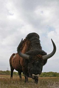 an animal with large horns standing in the middle of a grassy field on a cloudy day