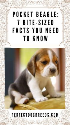 a puppy sitting on top of a wooden floor next to a white and brown sign