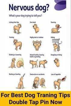 a dog training poster with the words nervous dogs