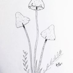 three mushrooms are shown in this black and white drawing