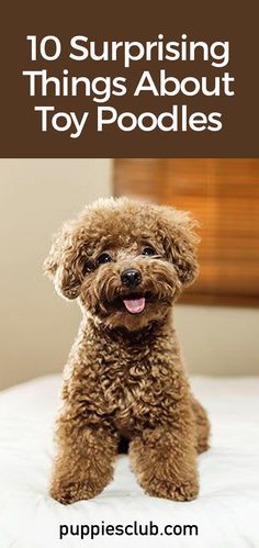 a brown dog sitting on top of a bed with the words 10 surprising things about toy poodles