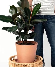 a person standing next to a potted plant on top of a wicker basket