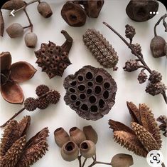 several different types of pine cones and leaves