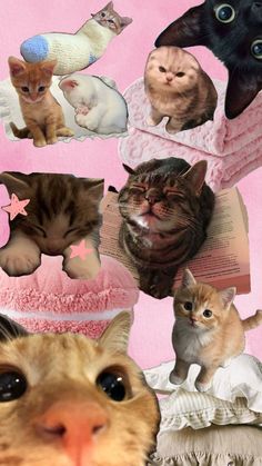 a collage of cats and kittens with pink background