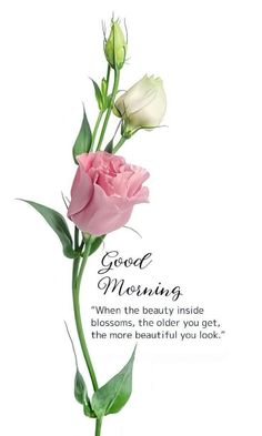 a pink rose with some green leaves on it and a good morning message in the middle