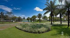 a lush green park with palm trees and water in the background